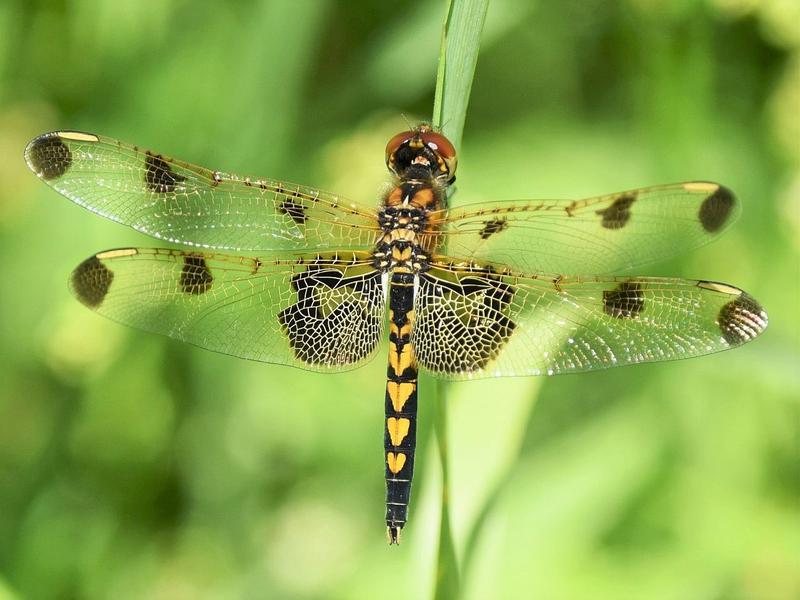 Photo of Calico Pennant