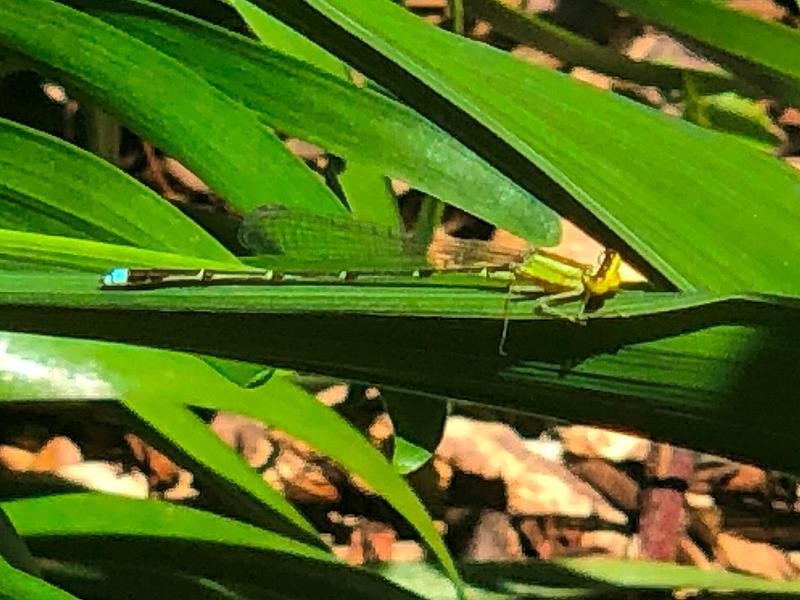 Photo of Vesper Bluet