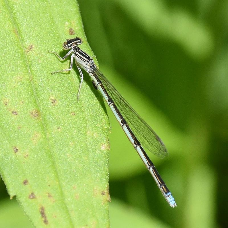 Photo of Double-striped Bluet