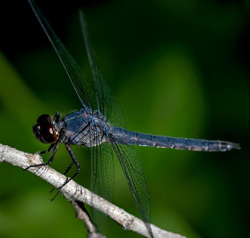 Photo of Slaty Skimmer