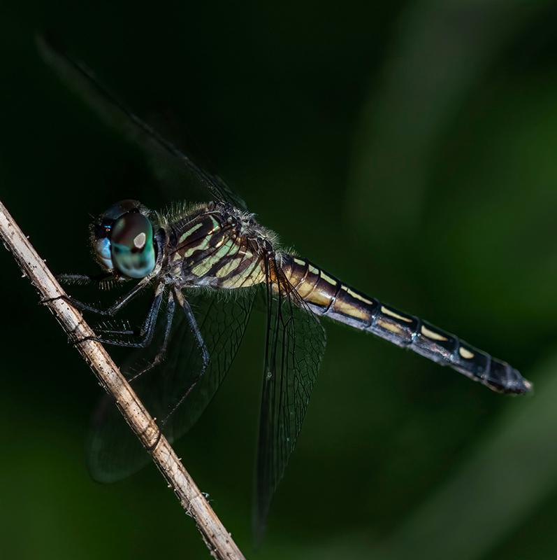 Photo of Blue Dasher