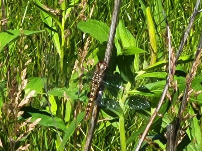 Photo of Spot-winged Glider