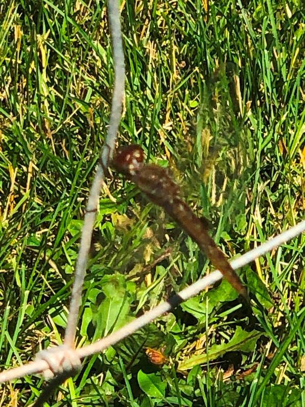 Photo of Spot-winged Glider