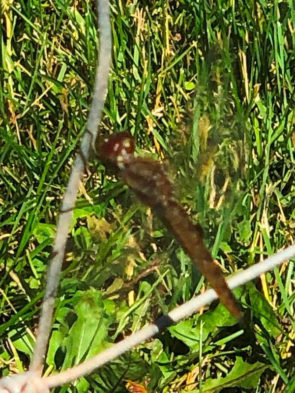 Photo of Spot-winged Glider