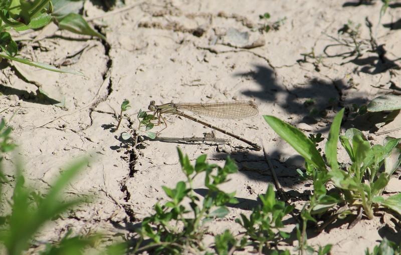 Photo of Blue-fronted Dancer