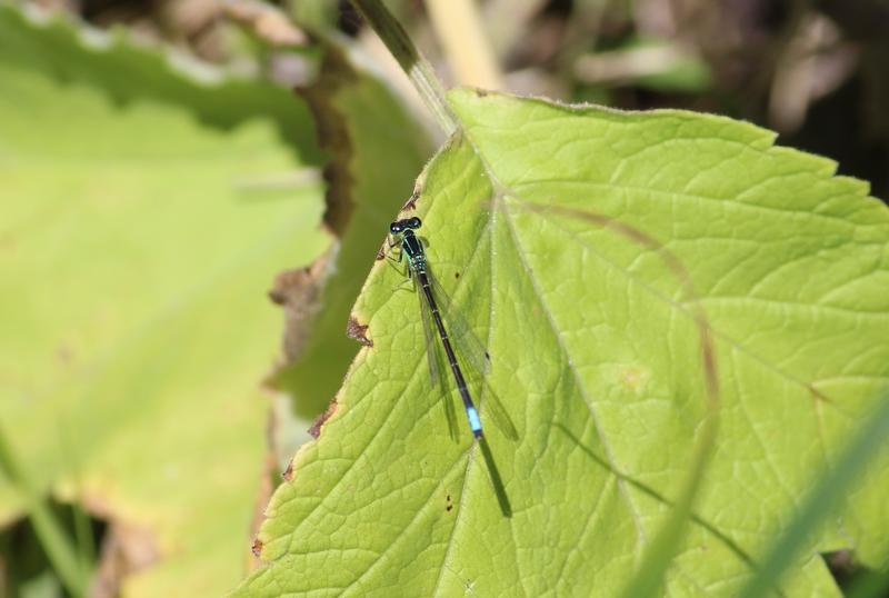 Photo of Eastern Forktail