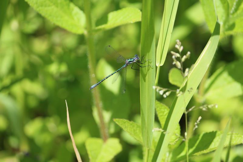 Photo of Emerald Spreadwing