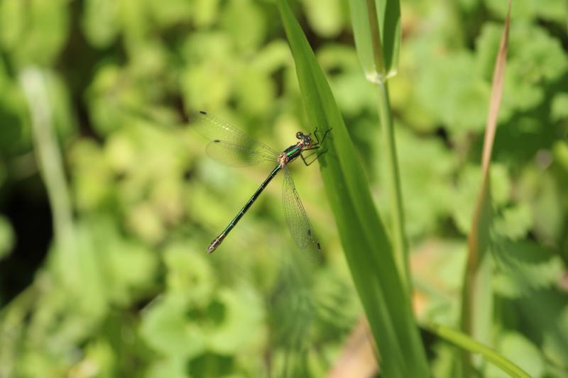 Photo of Emerald Spreadwing