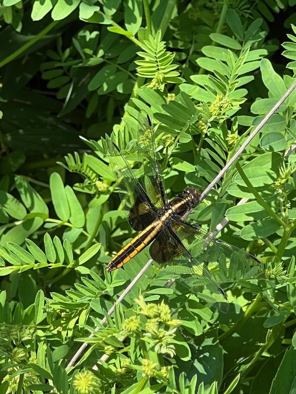 Photo of Widow Skimmer