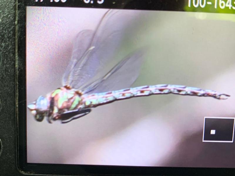 Photo of Cyrano Darner