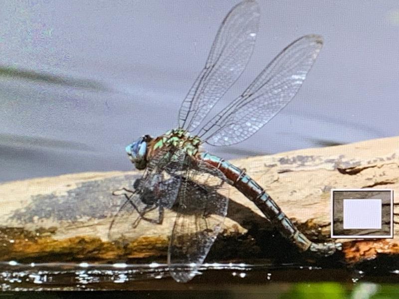 Photo of Cyrano Darner