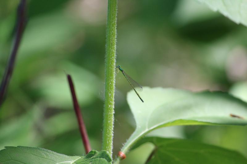 Photo of Sedge Sprite