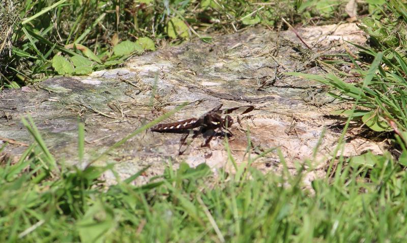 Photo of Common Whitetail