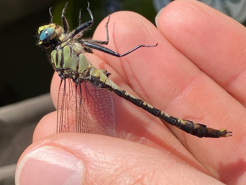 Photo of Unicorn Clubtail