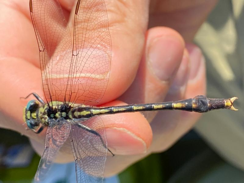 Photo of Unicorn Clubtail