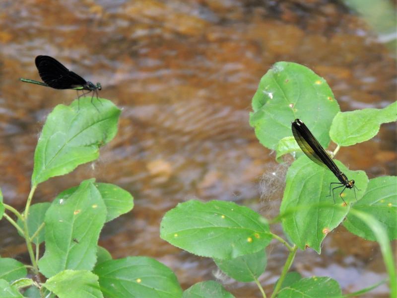 Photo of Ebony Jewelwing