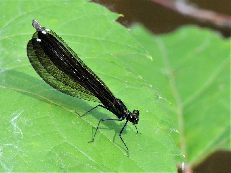 Photo of Ebony Jewelwing