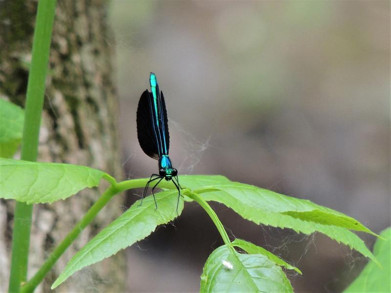 Photo of Ebony Jewelwing