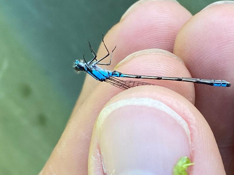 Photo of Skimming Bluet