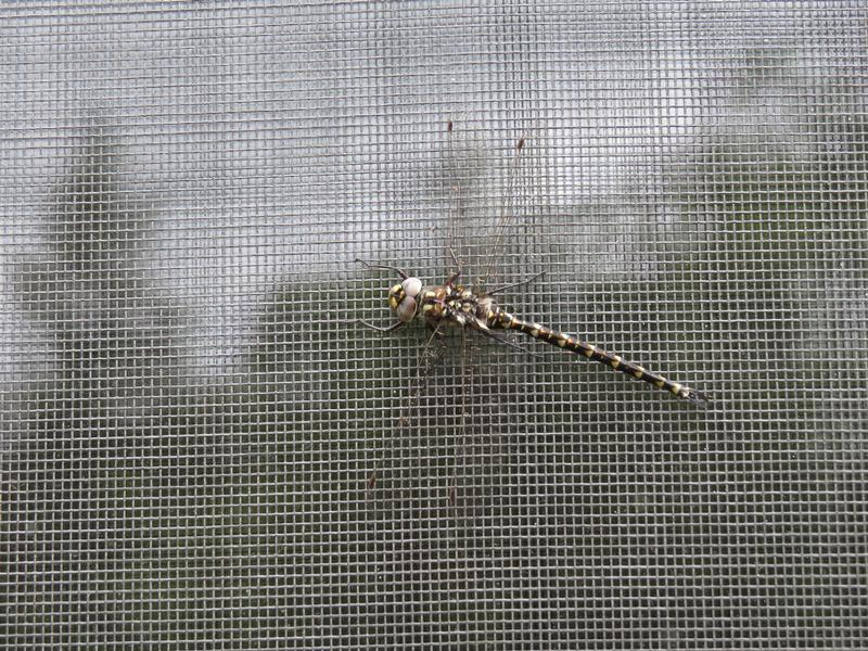 Photo of Harlequin Darner