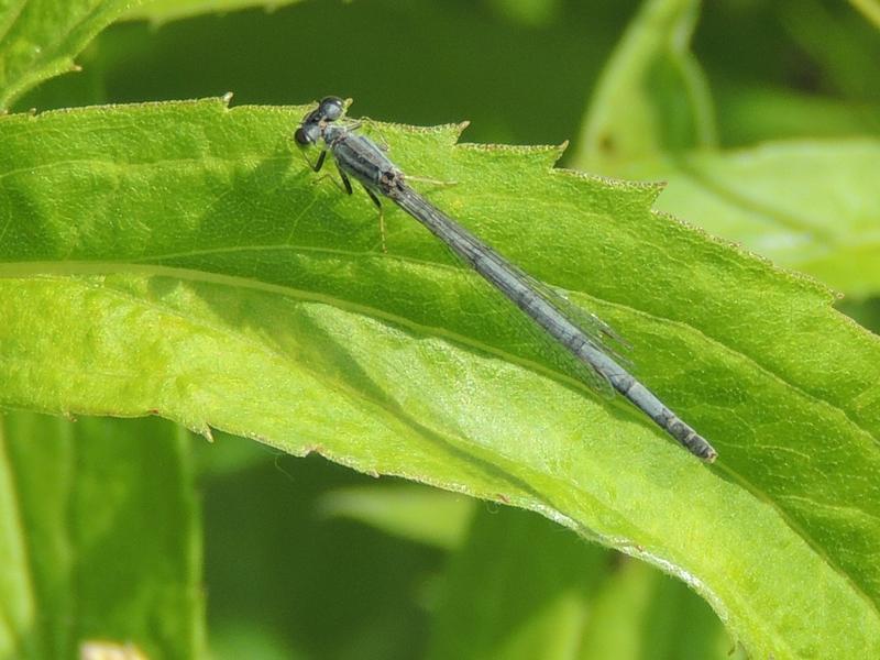 Photo of Eastern Forktail