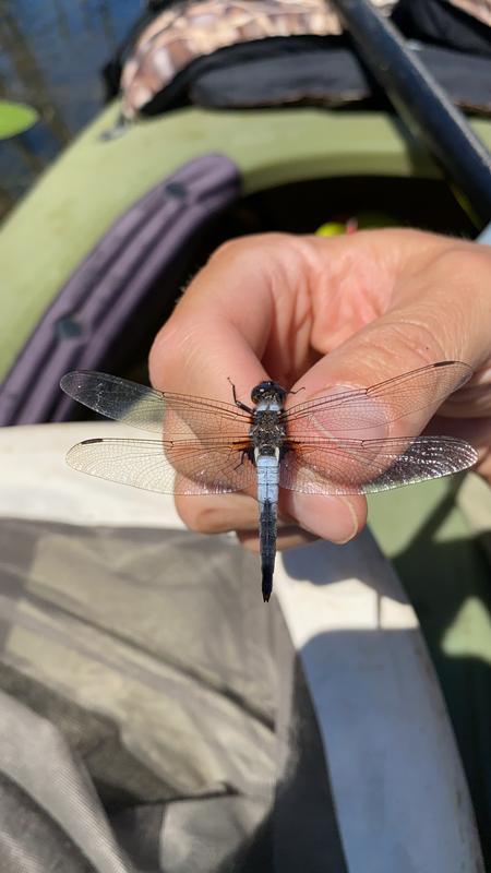 Photo of Chalk-fronted Corporal