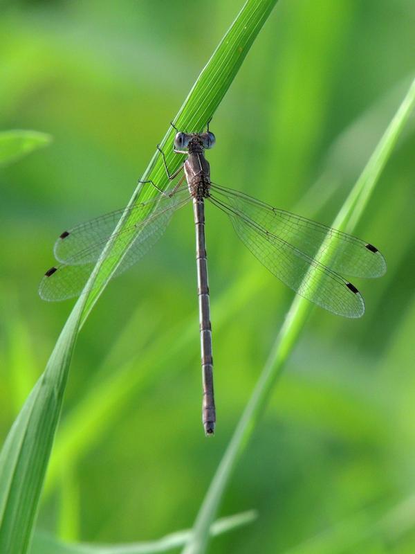 Photo of Slender Spreadwing