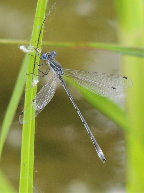 Photo of Southern Spreadwing