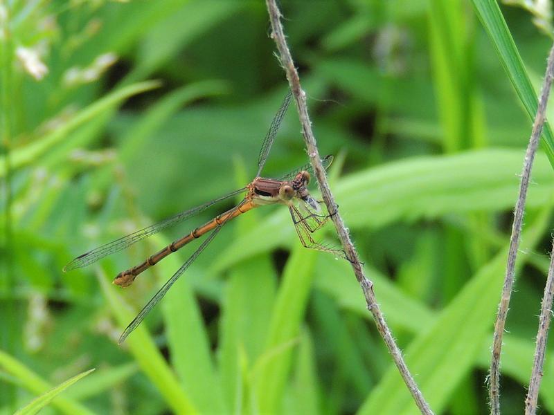 Photo of Slender Spreadwing