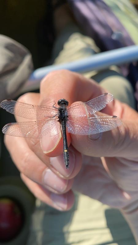 Photo of Dot-tailed Whiteface