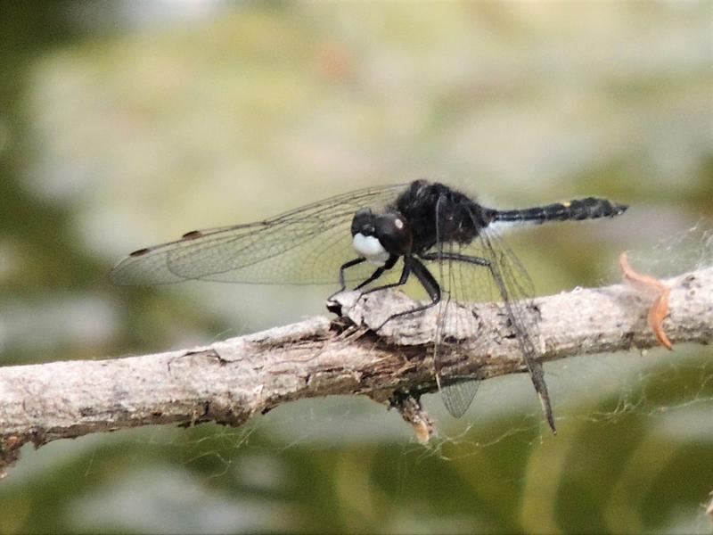 Photo of Dot-tailed Whiteface