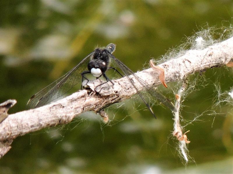 Photo of Dot-tailed Whiteface