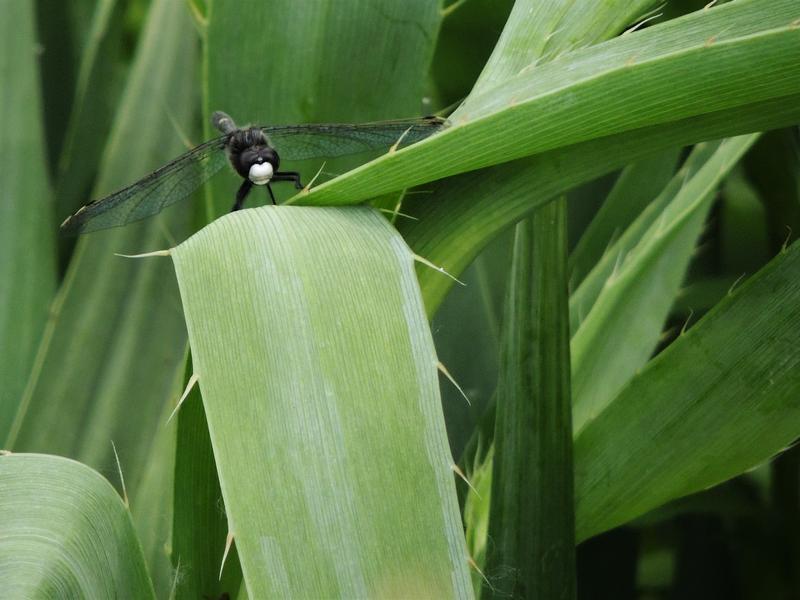 Photo of Dot-tailed Whiteface