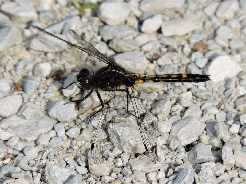 Photo of Dot-tailed Whiteface