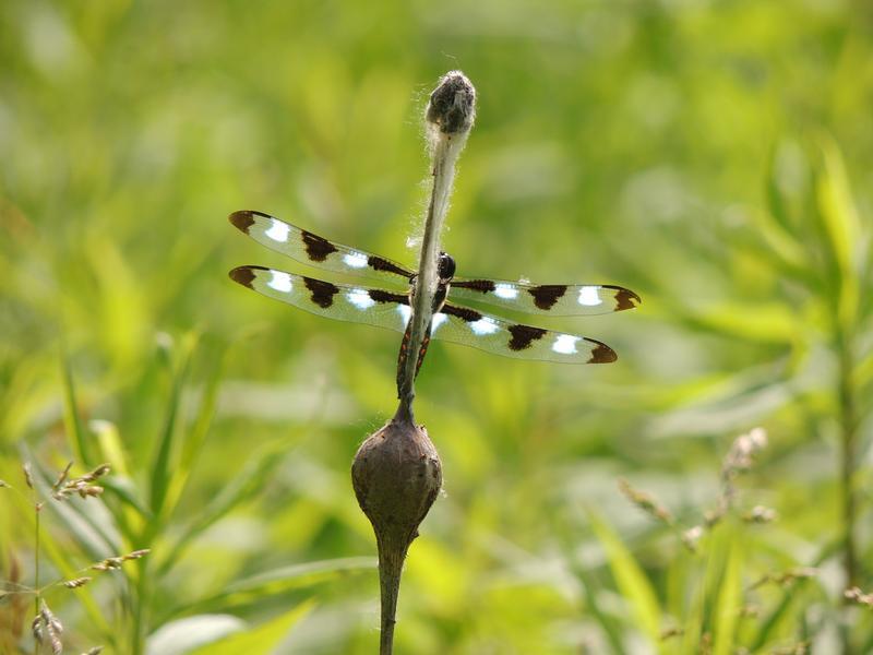 Photo of Twelve-spotted Skimmer