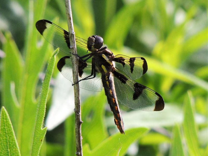 Photo of Twelve-spotted Skimmer