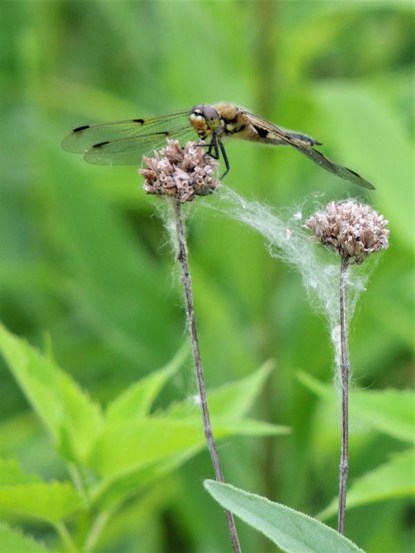 Photo of Four-spotted Skimmer