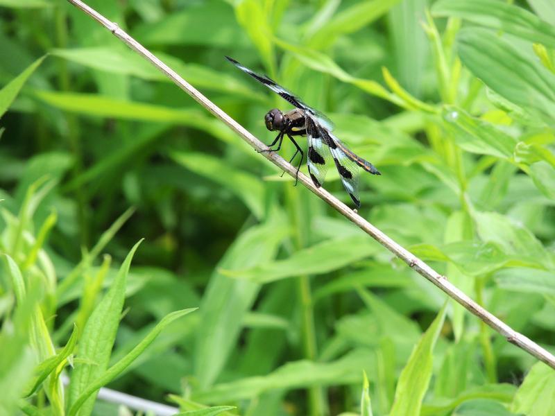 Photo of Twelve-spotted Skimmer