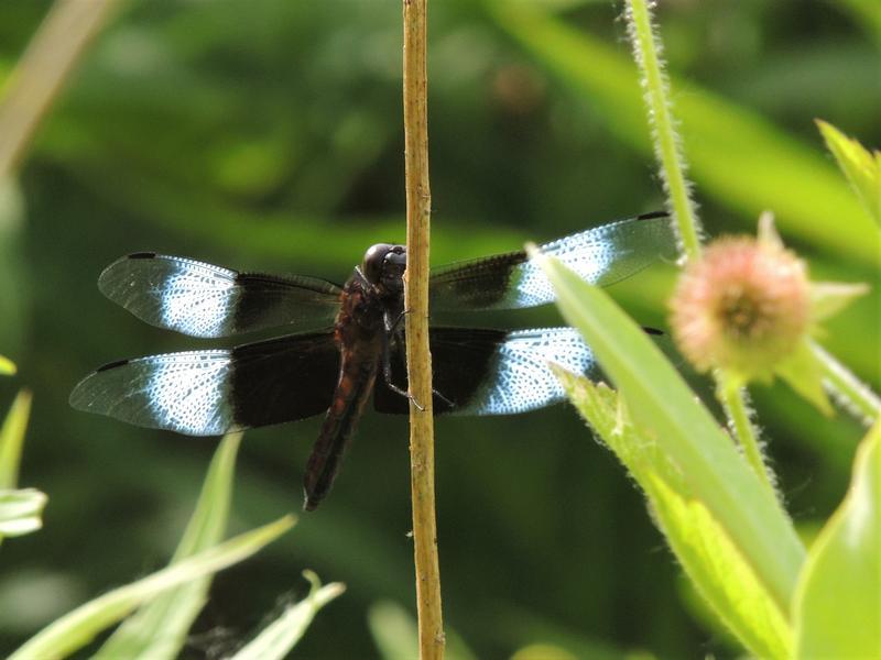 Photo of Widow Skimmer