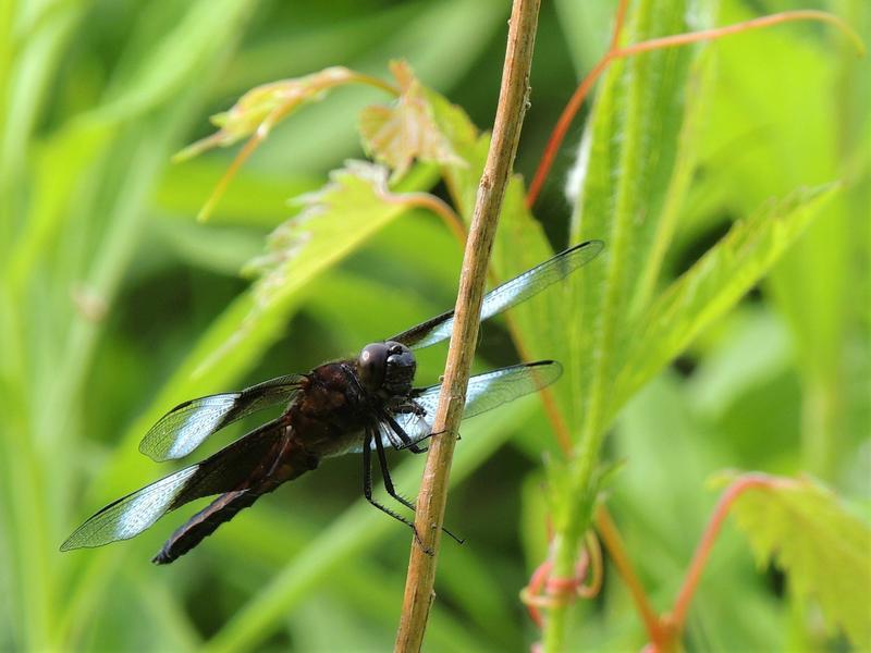 Photo of Widow Skimmer