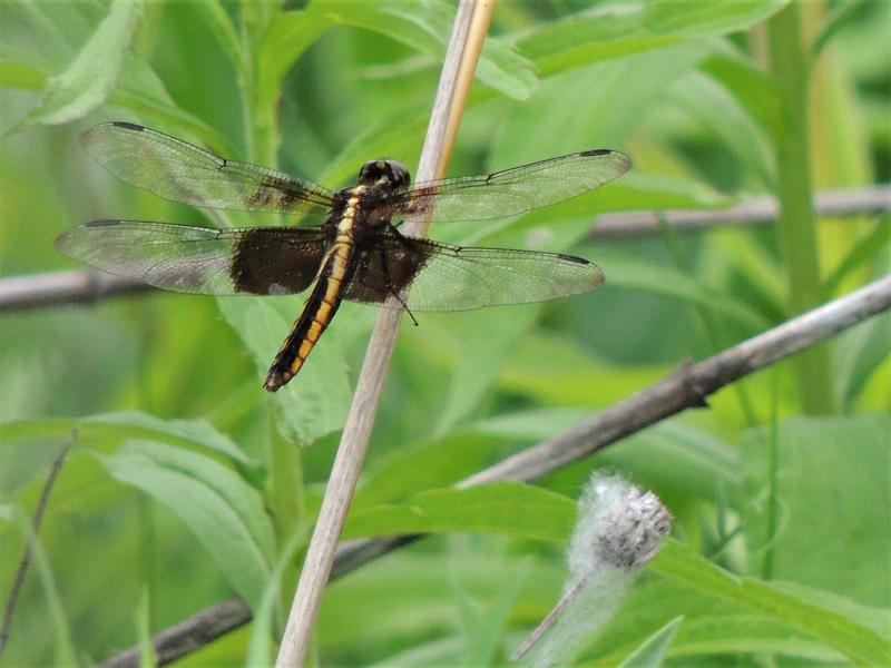 Photo of Widow Skimmer