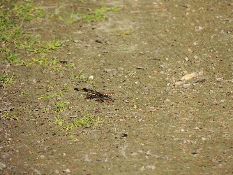 Photo of Common Whitetail