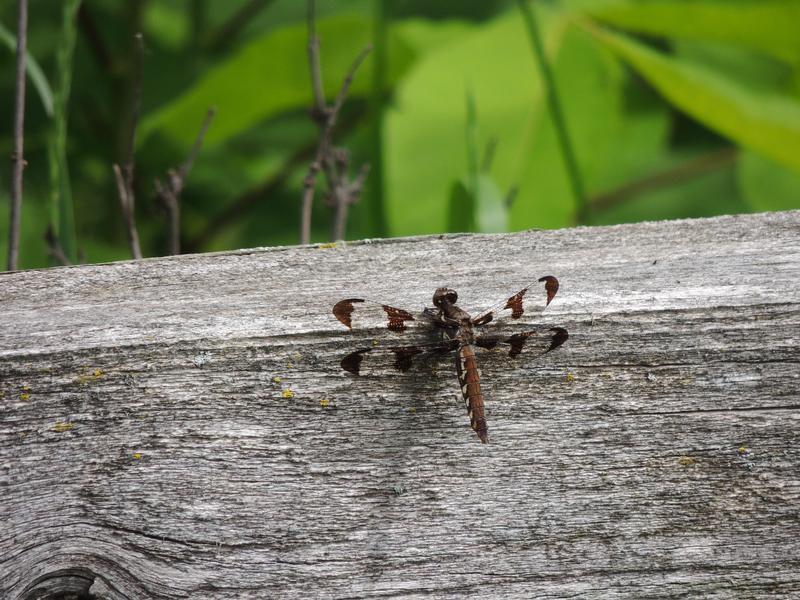 Photo of Common Whitetail