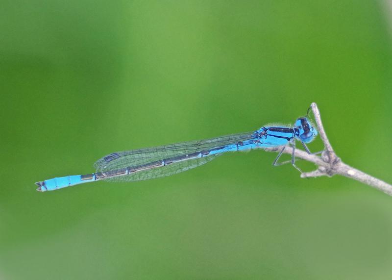 Photo of Azure Bluet
