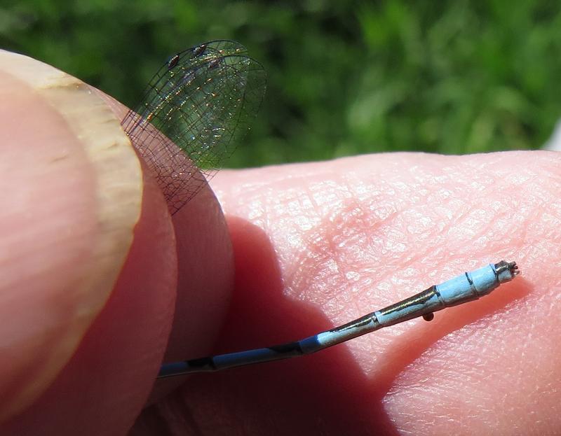 Photo of Marsh Bluet