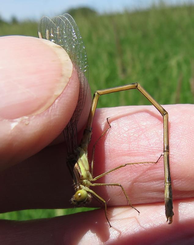 Photo of Slender Spreadwing