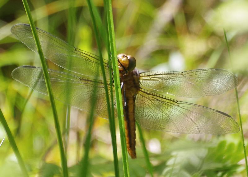 Photo of Widow Skimmer