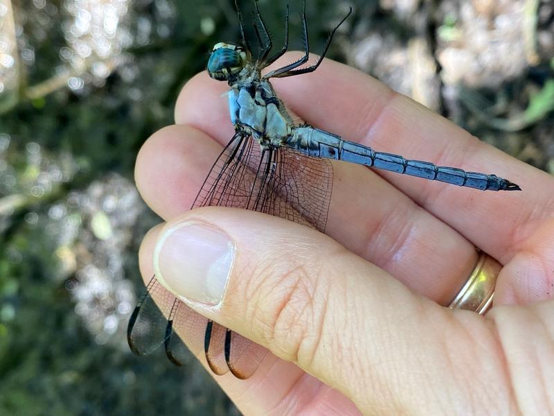 Photo of Great Blue Skimmer