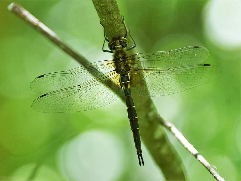 Photo of Brush-tipped Emerald