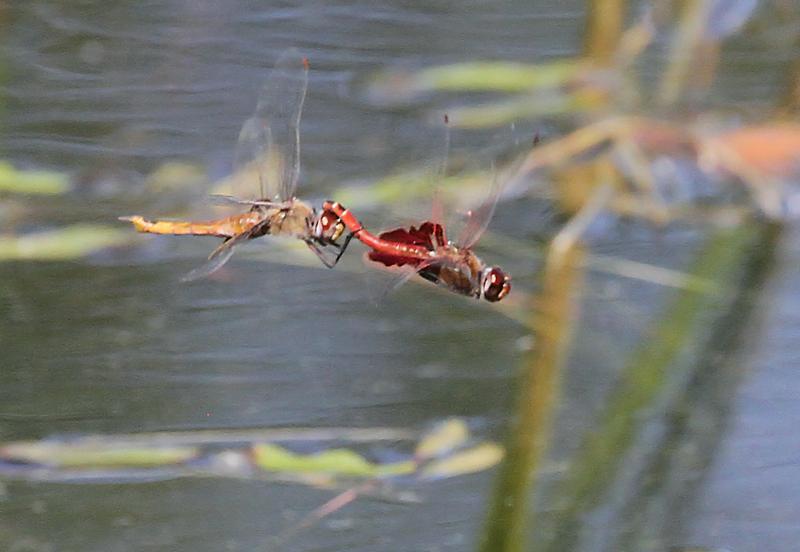 Photo of Red Saddlebags